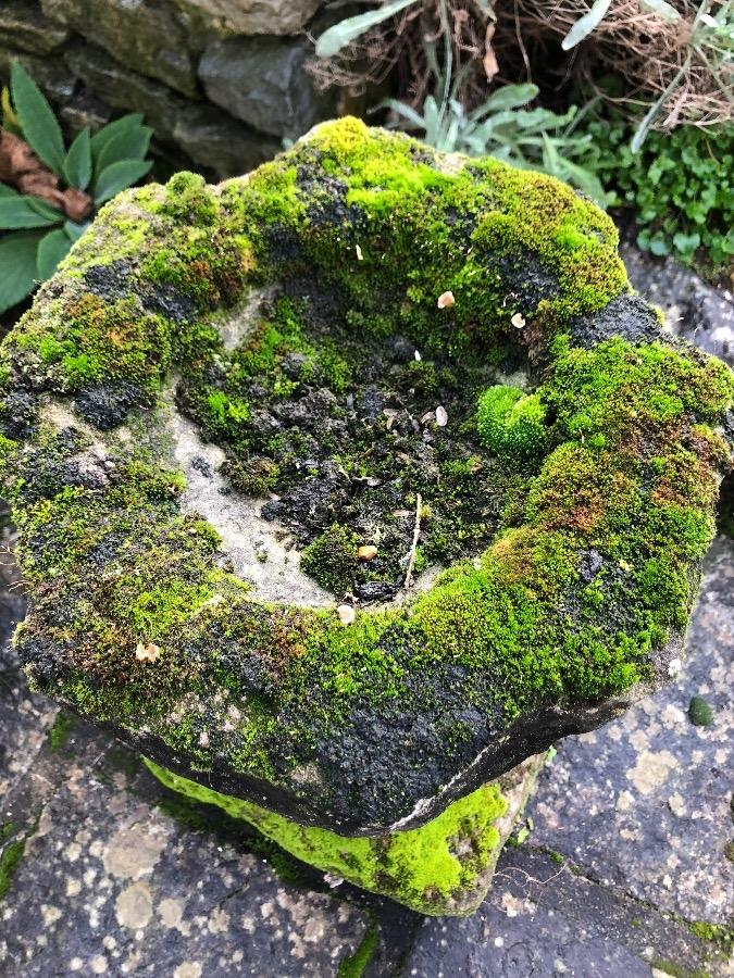 Birdbath in concrete with beautifull patine